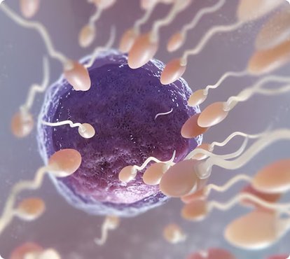 Understanding the Basics of IVF: A Step-by-Step Guide
